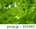 自然 陽射し リラックス