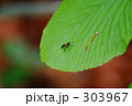 葉に虫