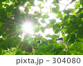 緑と太陽