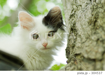 「かわいい 見つめる 孤独 」の写真素材