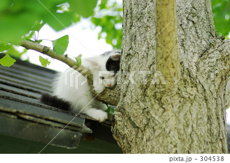 「かわいい 見つめる 孤独 」の写真素材