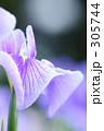 花菖蒲_010
