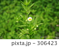 白い花