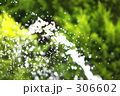 庭木の水やり
