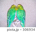 仲良しインコ