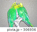 仲良しインコ