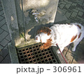 水を飲むキャバリア