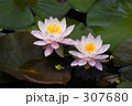 睡蓮