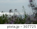 海風にそよぐハマダイコン