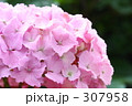 あじさい_020