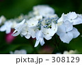 あじさい_026