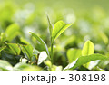 新茶