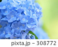 あじさい_030