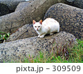 テトラポッドに乗る猫