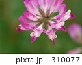 れんげ