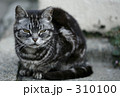 猫…thinking