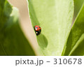 ソラマメの葉にテントウムシ