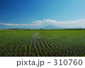 田園