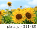 ひまわり_004