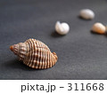 貝殻