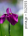 花菖蒲_014
