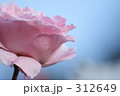 ピンクの薔薇