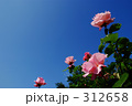 気品高く　ピンクの薔薇