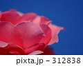 大輪の薔薇