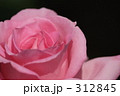 大輪の薔薇