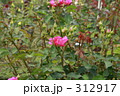 ピンクの花 花