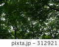 木漏れ日