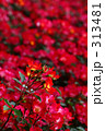 薔薇_031