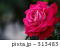 薔薇_033