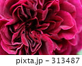 薔薇_035