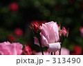 薔薇のつぼみ