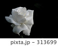 白バラ