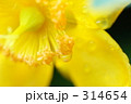 金糸梅_001