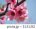 桃の花