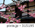 桃の花
