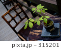椅子と観葉植物