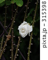 白薔薇のトゲ
