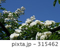 青空と白いバラ
