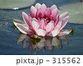 睡蓮
