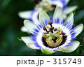 時計草_001