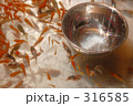 金魚、夏の涼