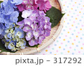 アジサイⅣ