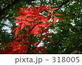 赤い葉っぱ
