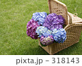 紫陽花とバスケット