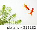 金魚