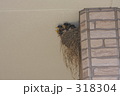 ツバメの巣